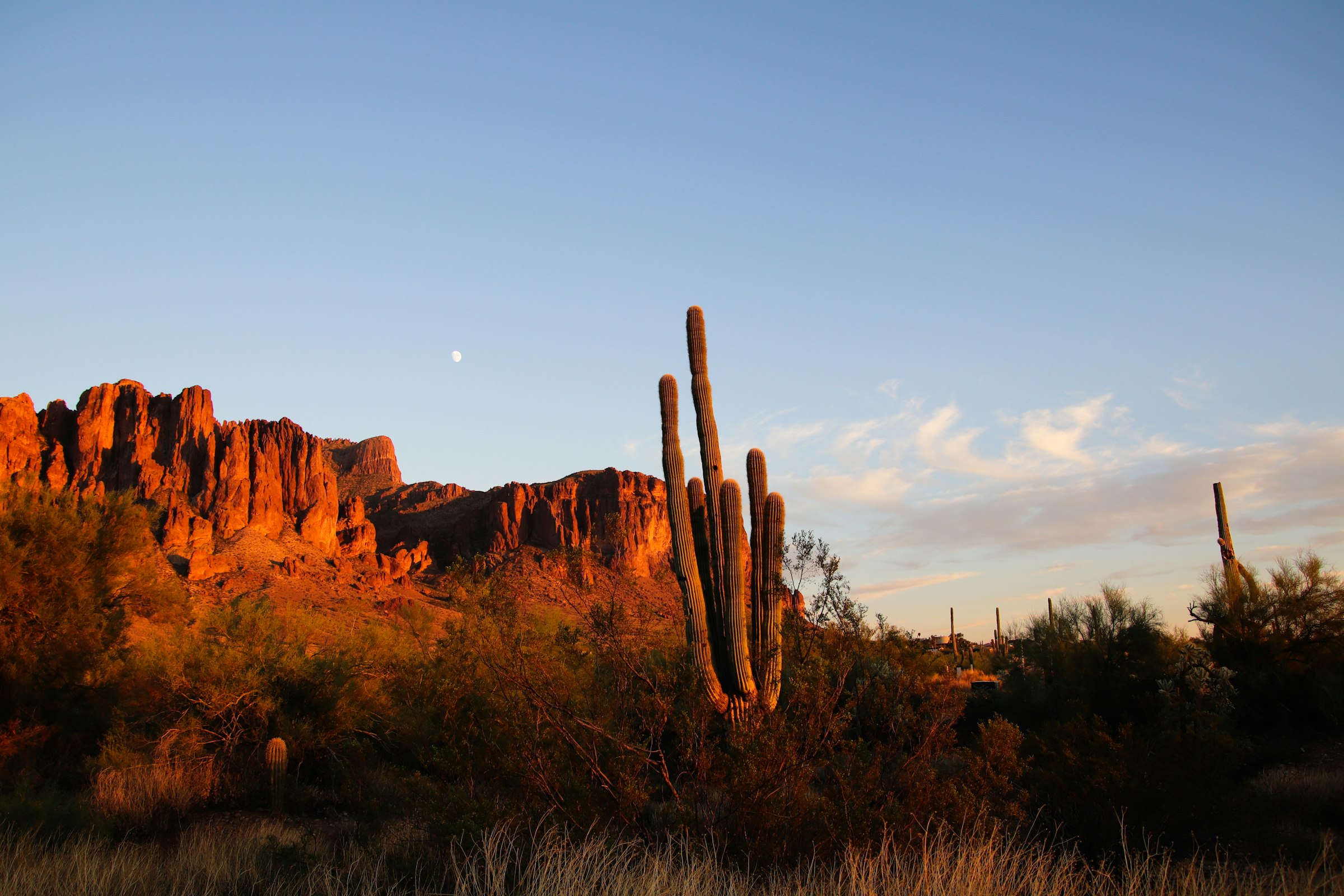 Sonoran desert ridgeline at golden hour with saguaro cactus