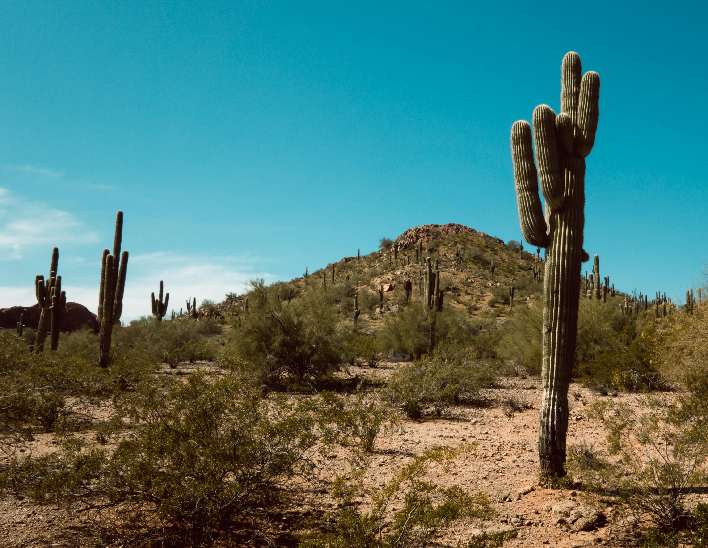 Saguaro cactus and desert hillside in the Sonoran foothills near Carefree, Arizona