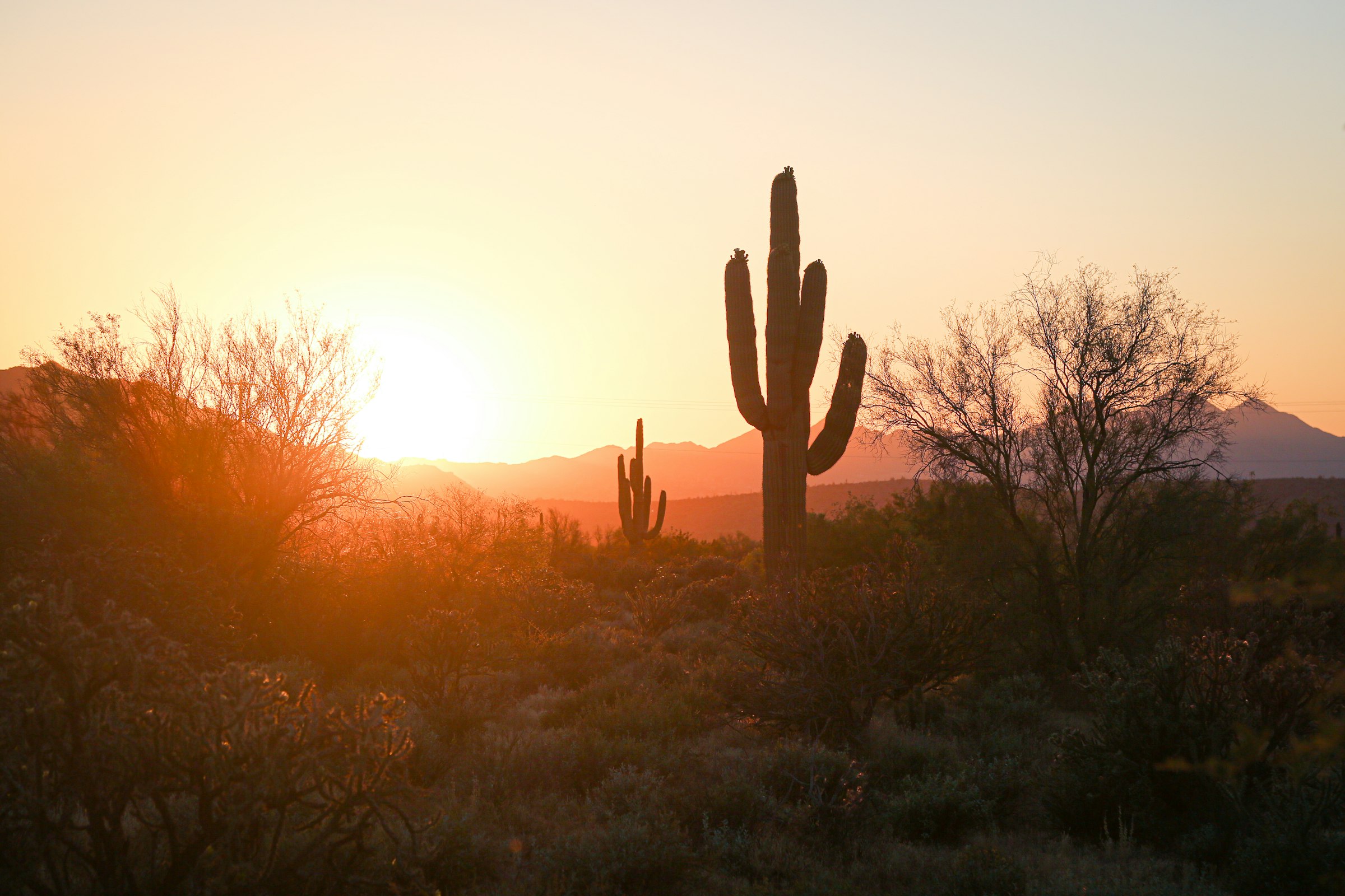 Saguaro cactus silhouetted against a golden Sonoran desert sunset